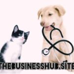 Pet Insurance coverage Best Info By Businesshub 2025