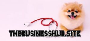 Pet Insurance coverage Best Info By Businesshub 2025